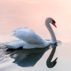 Mediation Liefdesrelatie